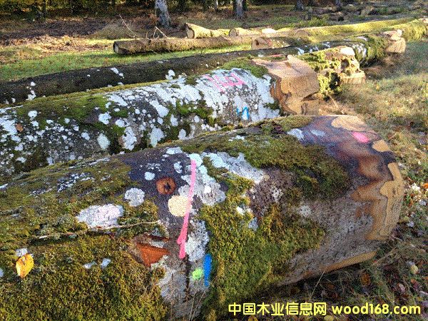 ����ľ��Ԕ����B