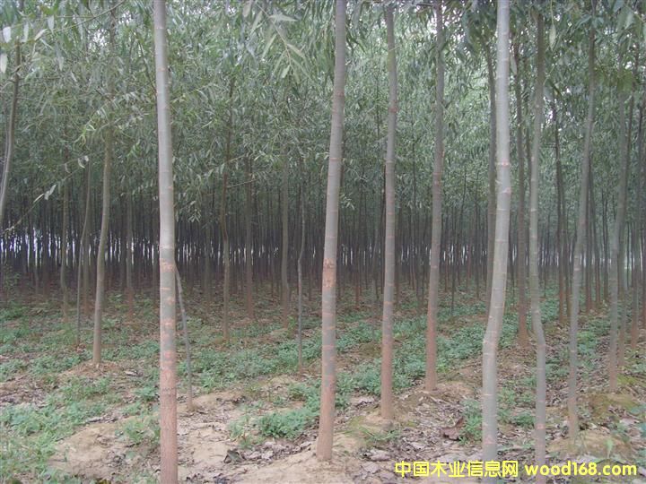 �ؑc���������� �_ƽ���������� �Ƹ����������繩��(y��ng)