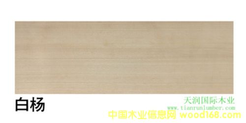 �����ח� American aspen��Ԕ��(x��)��B