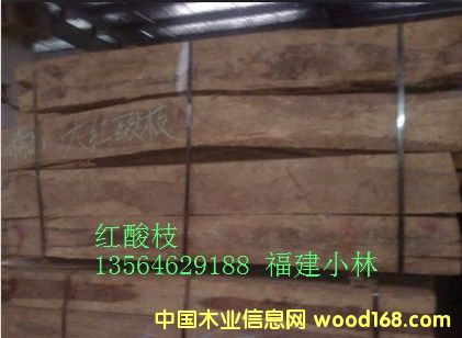 �t��֦��Ԕ��(x��)��B