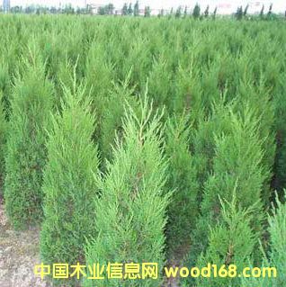 �c���鿴20������Ŵ�DƬ