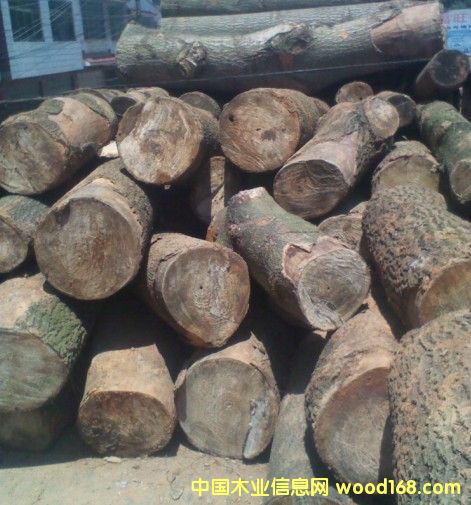 ��ͩԭľ��Ԕ��(x��)��B