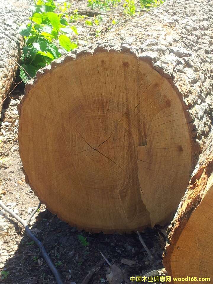 ��ľ��Ԕ����B