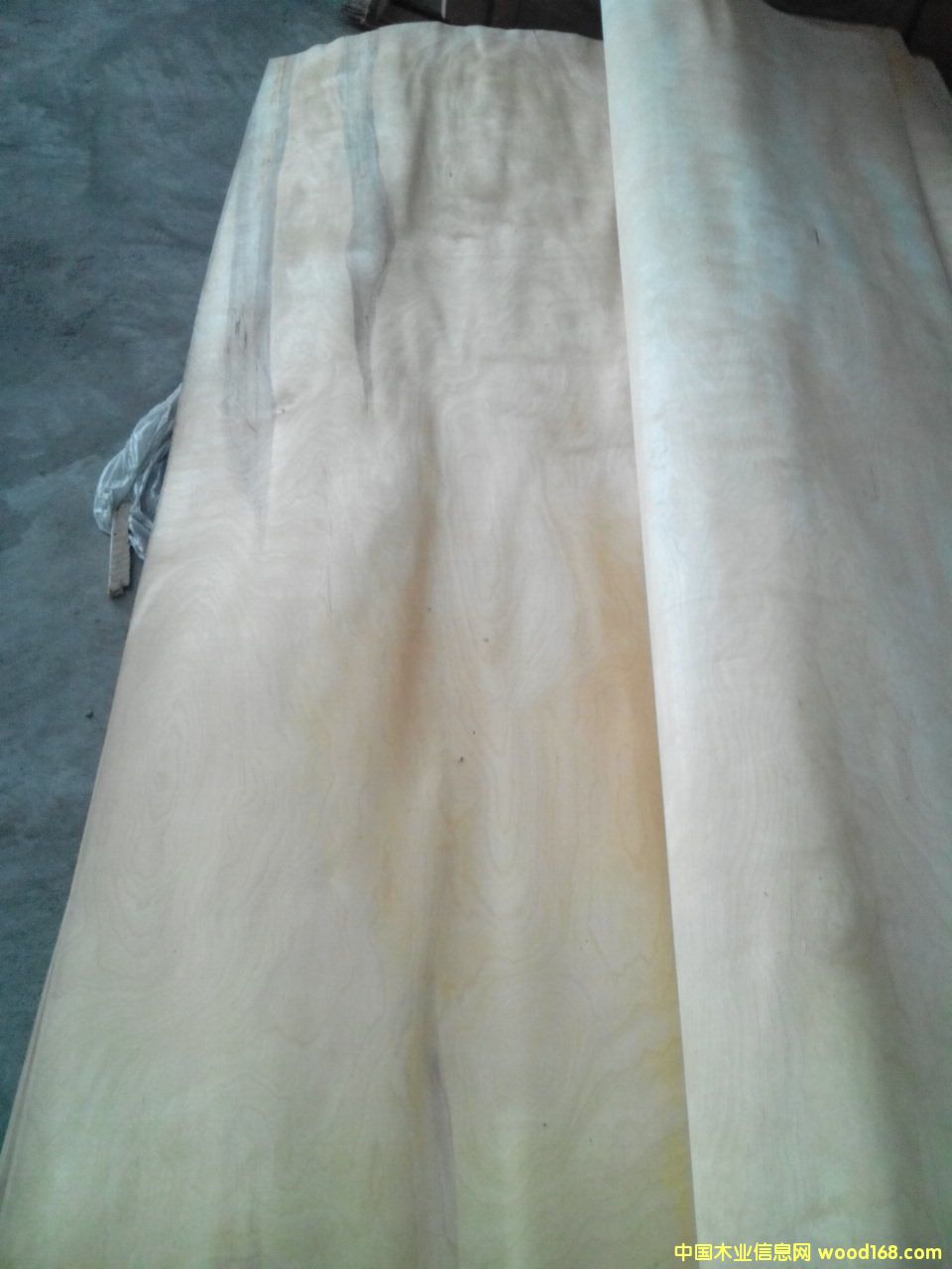 �ذ���屳��о���Ԕ����B