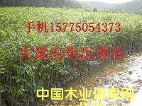 �������Ԕ����B