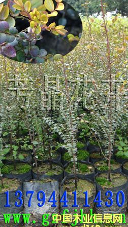 �c���鿴С�~��̴�� ̴����̴�� ӡ����̴�� С�~��̴�N�ӷŴ�DƬ