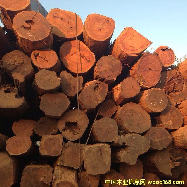 ����t��֦/����֦��Ԕ����B