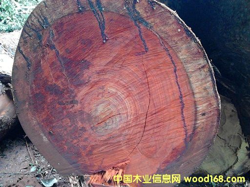 Moabi - ���ޙ���ľ��Ԕ����B