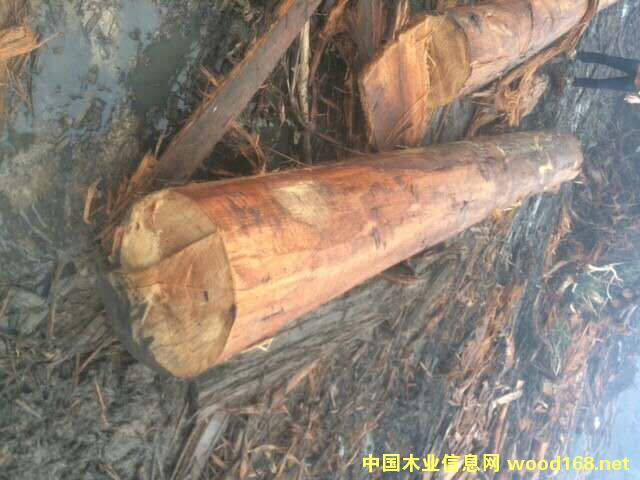 ��ľ��Ԕ����B