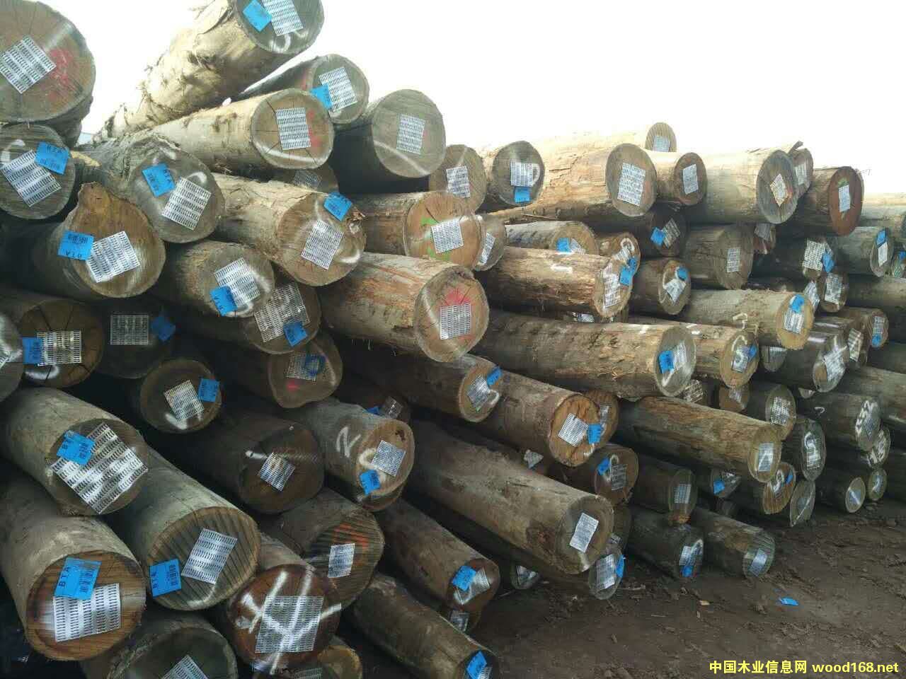 ������ľ��Ԕ����B