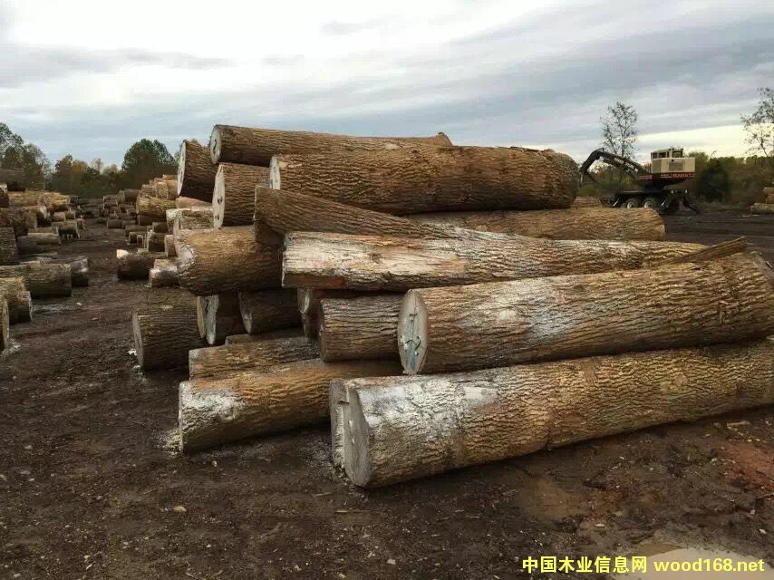 ������Ϟԭľ��Ԕ����B