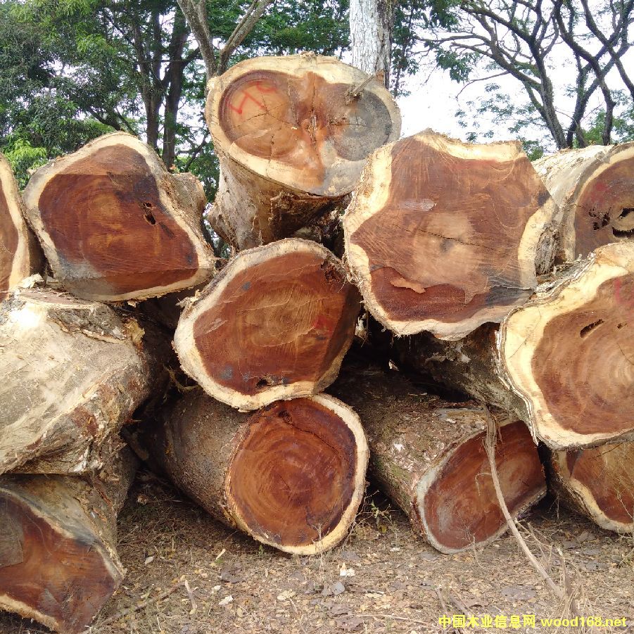 ��������ľ����ľ������ľ��