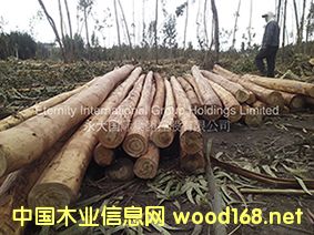 ��ľ��Ԕ����B