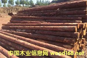 ���~�ə_�l����ľ���ӹ���