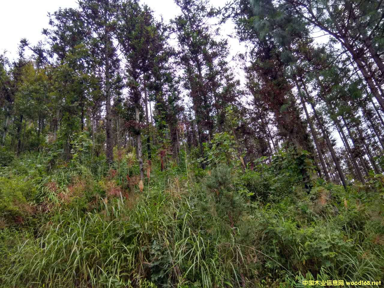 ɼľԭľ��(du��)���N(xi��o)�۹����Ԕ��(x��)��B