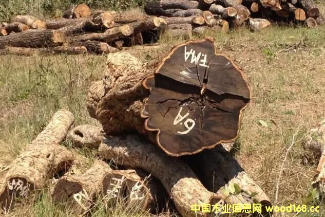�|�Ǻ��S̴�M(j��n)��횳�ʾ�Ϸ�CITES�S���C������t��һ���⵽��