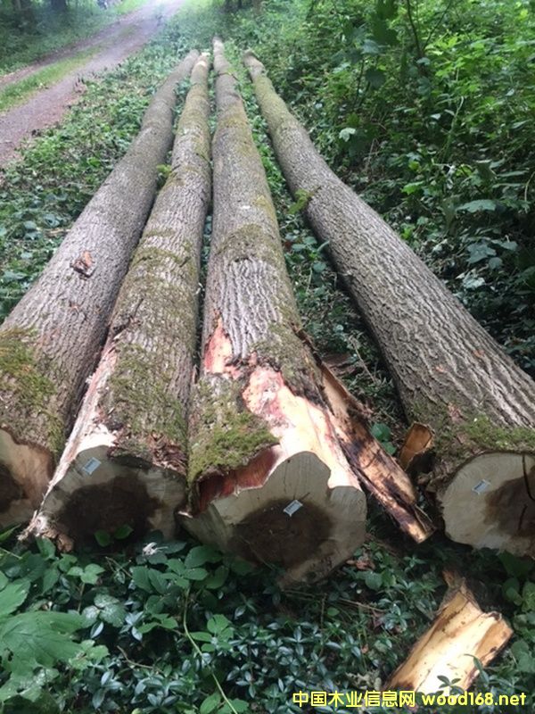 ������ľԭľ