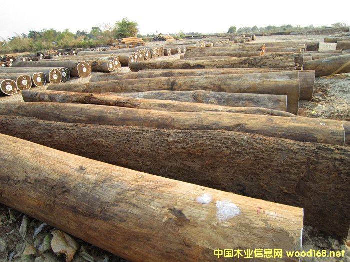 �����M��Īɣ�ȿ�Ƥ��ԭľ