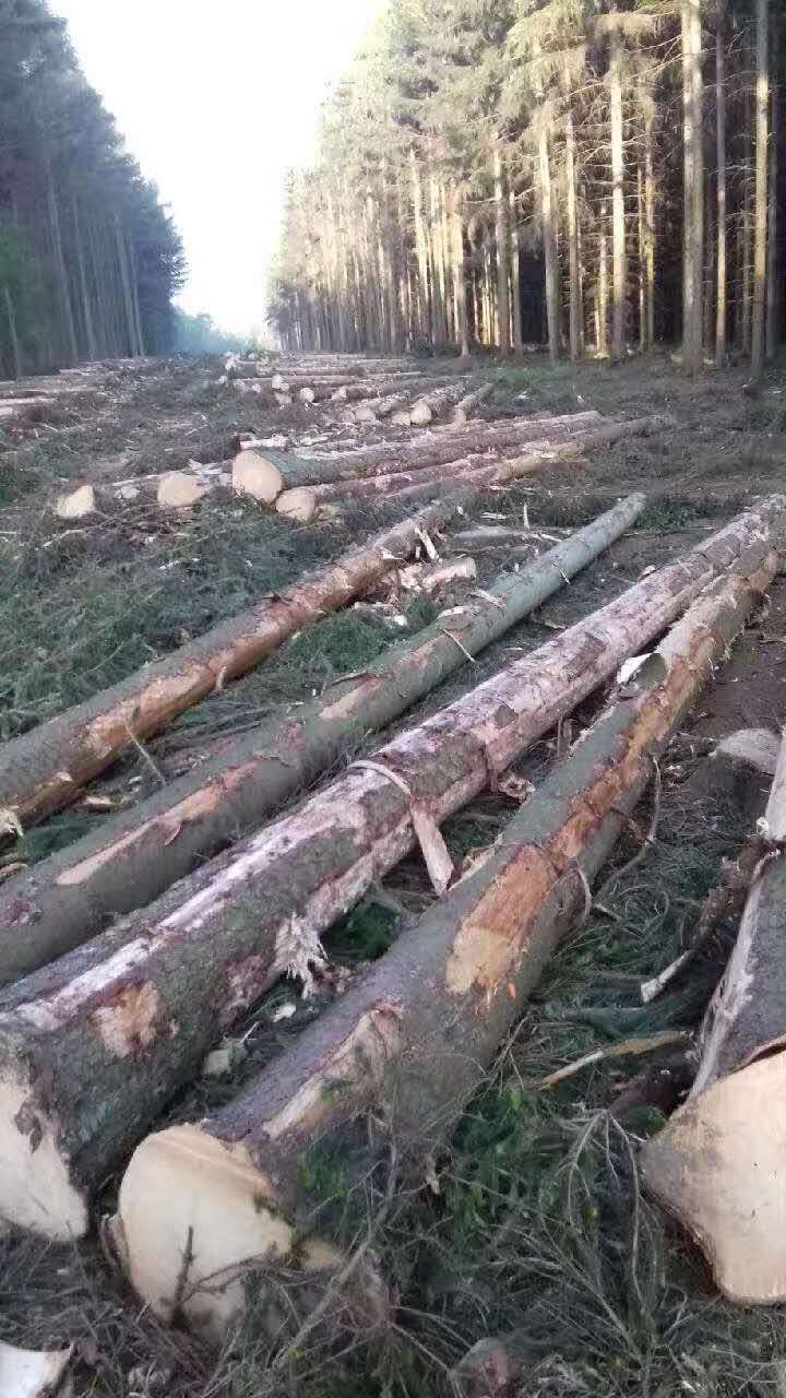 ������ɼ