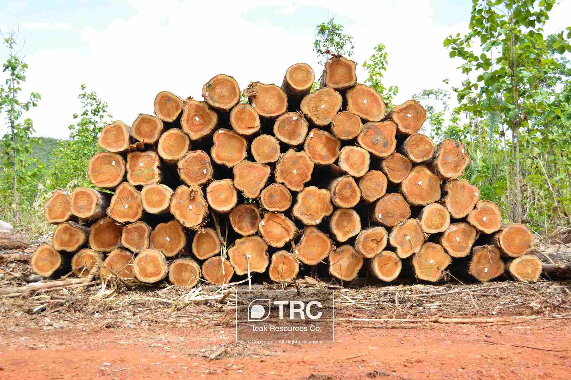 FSC ��ľƤ�ȼ� ��ľԭľ Veneer Teak log��Ԕ����B