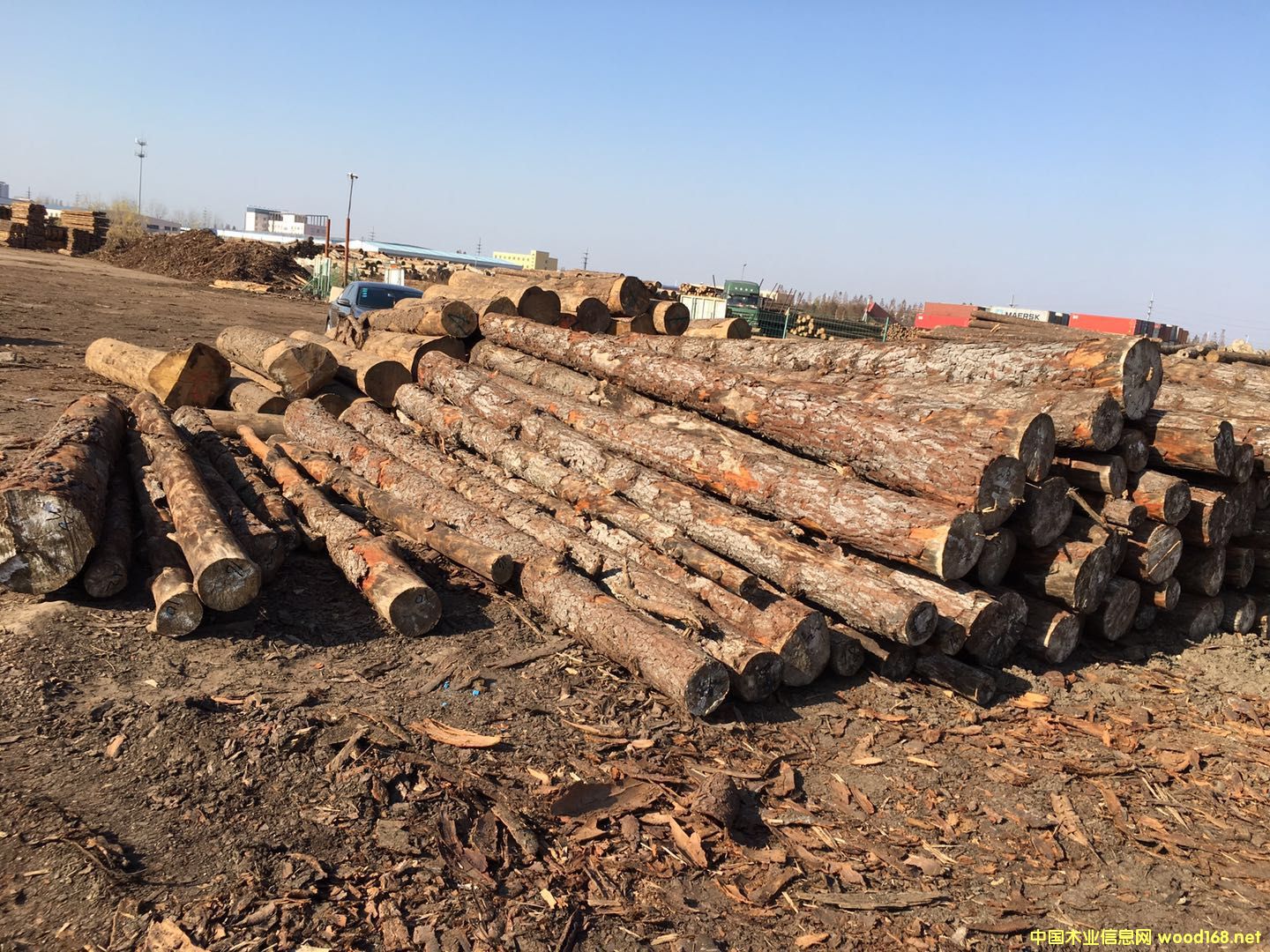 �������ձ���ԭľ