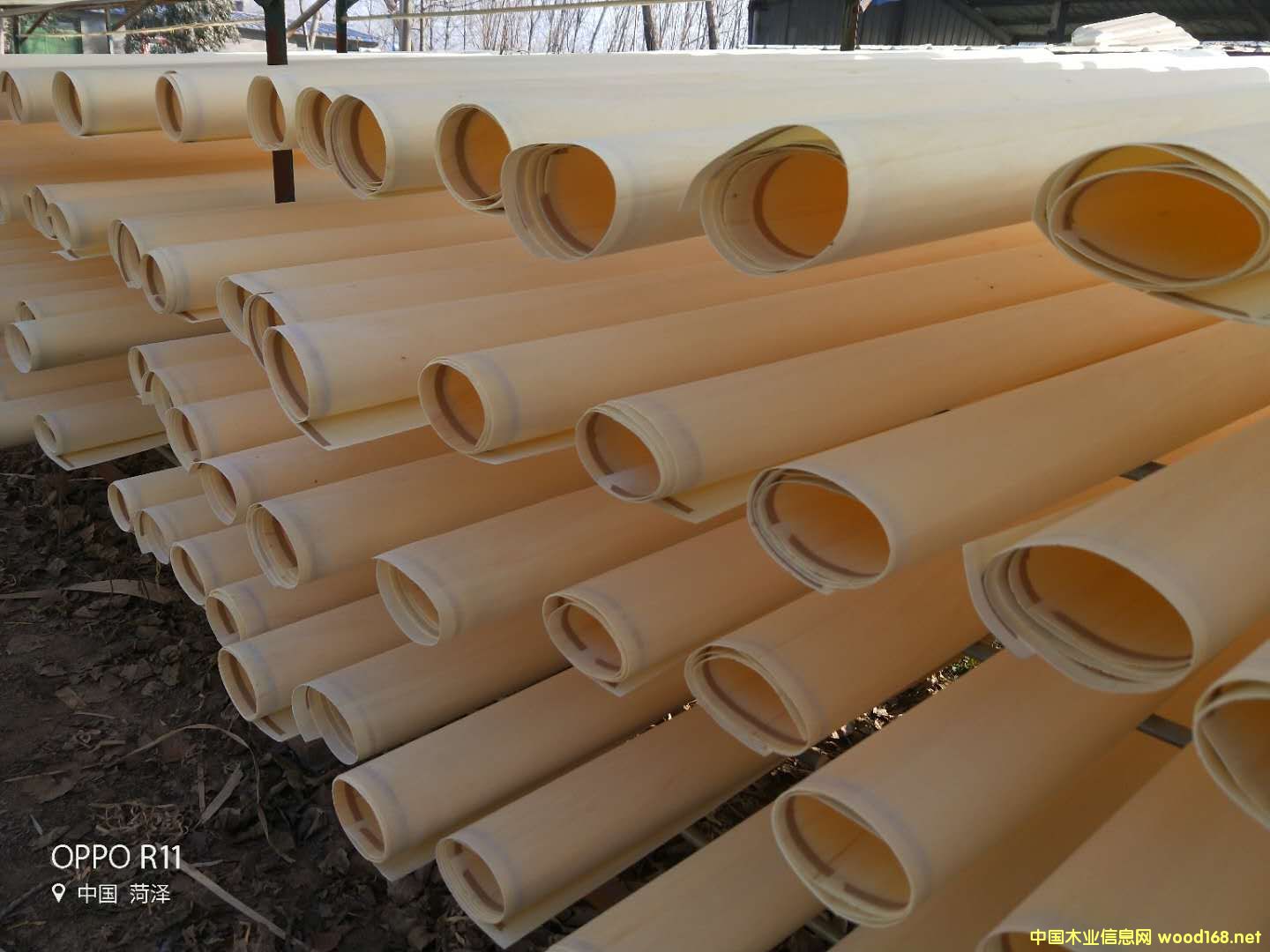 ��ľƯ�׵�Ԕ����B