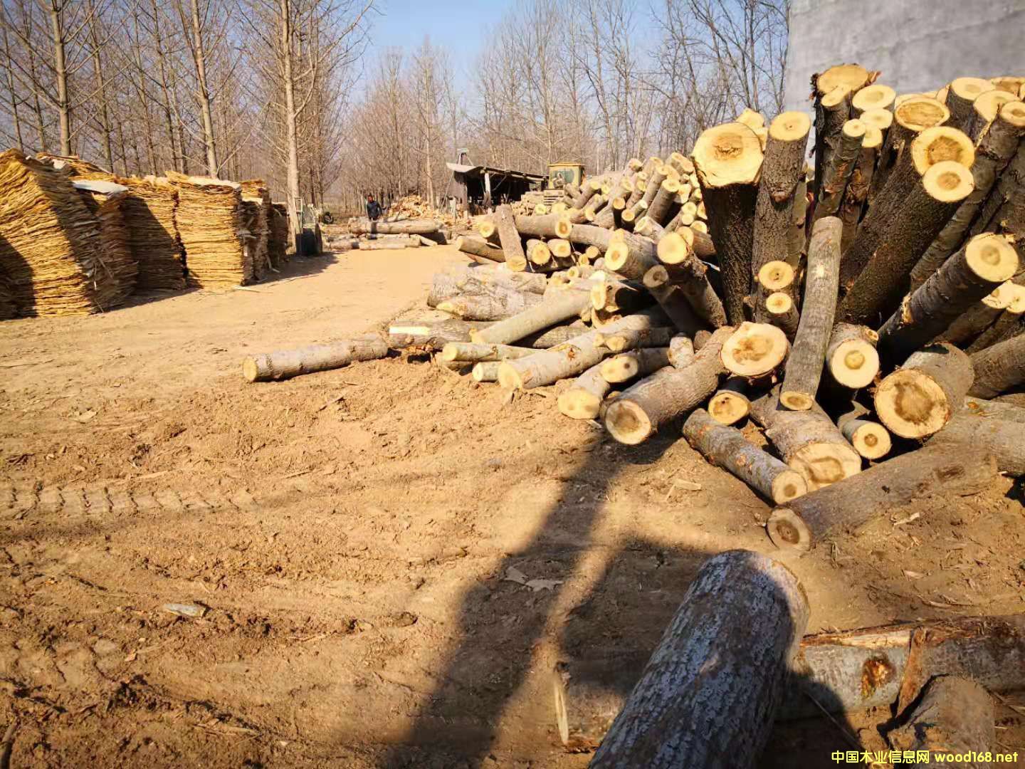 ��ľƤ