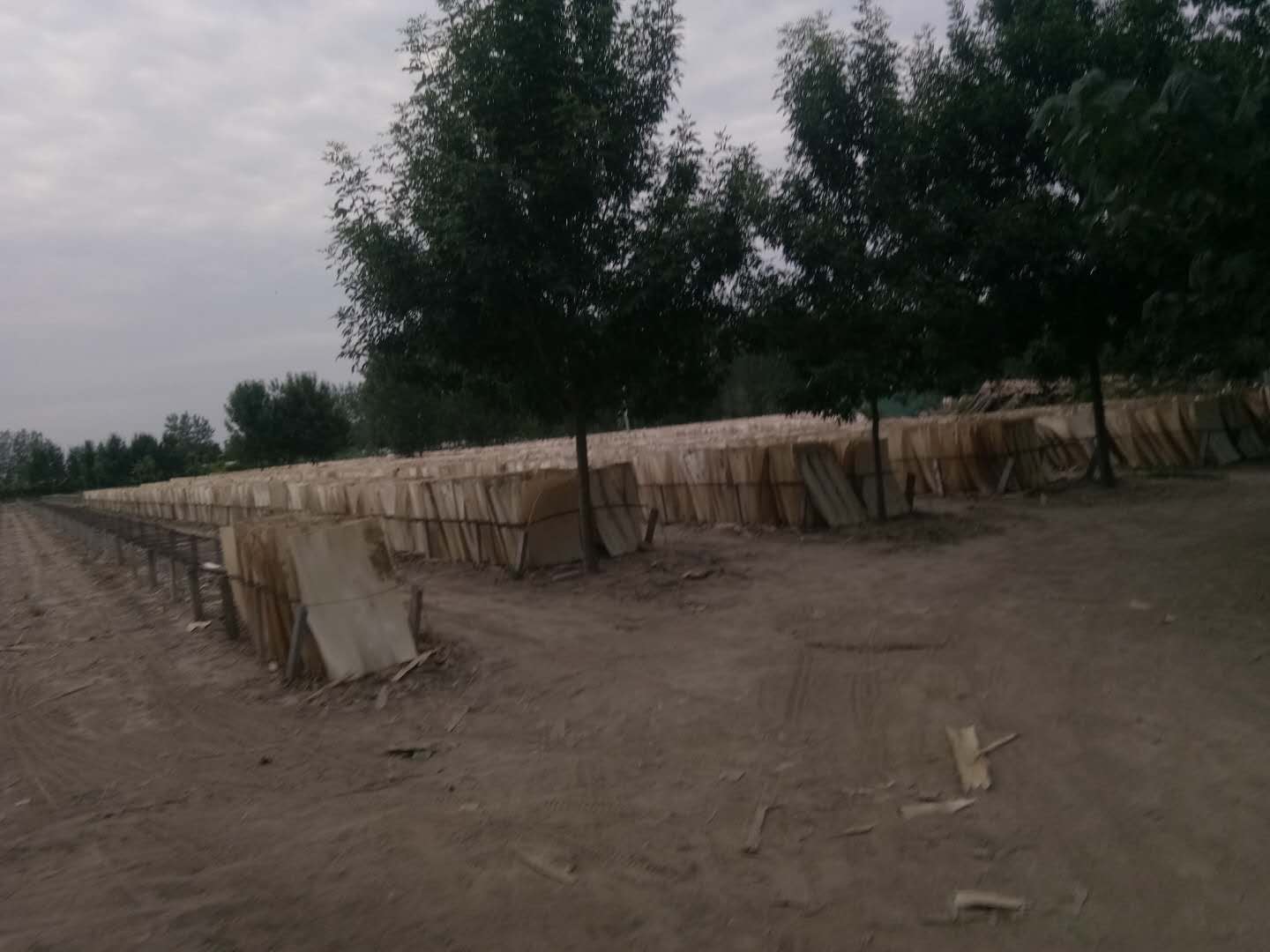 ��ľƤ�ӵ�Ԕ����B