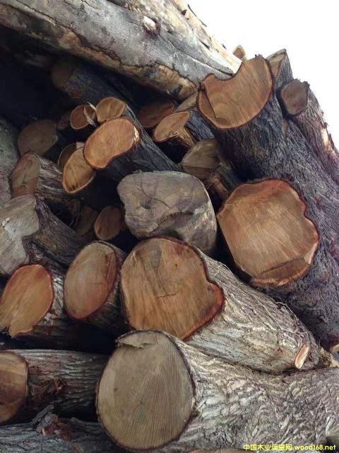 [��] �L�ڹ������~��˼ľ�� ������ľ��ACACIA