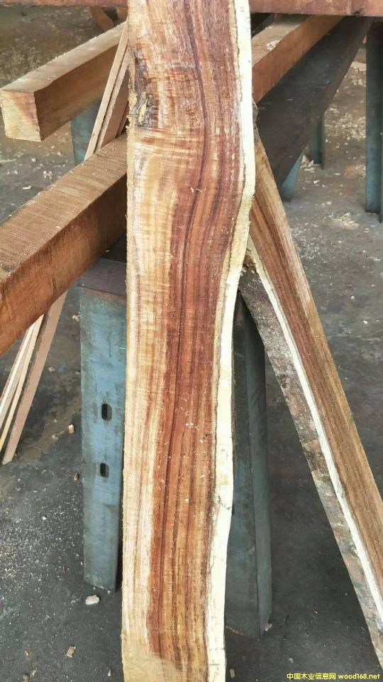 [��] �L�ڹ������~��˼ľ�� ������ľ��ACACIA