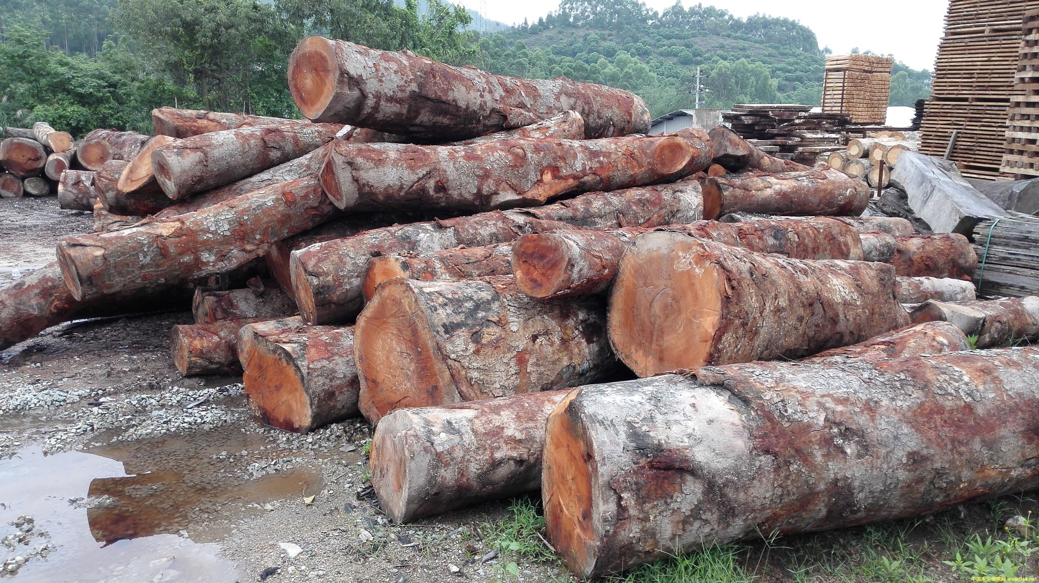 [��] ����(y��ng)�һ�оľ���һ��İ�ģ���mahogany,���~�һ��ģ������һ���