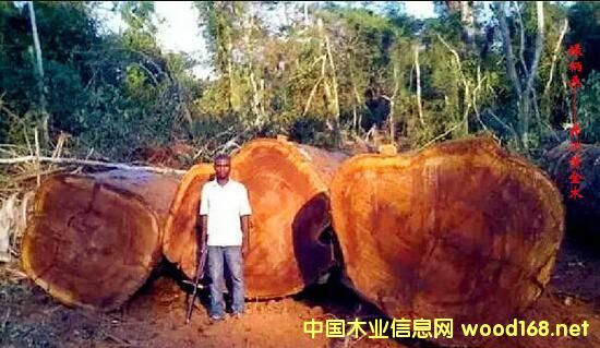 ľ�İٿƣ���G��ɣ��Iroko���������S��ľ