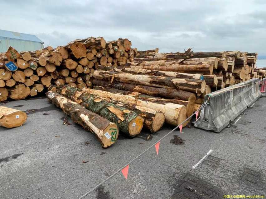 ��ľ/Macrocarpa��Ԕ����B