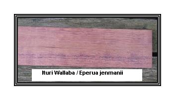 Ituri Wallaba��Ԕ����B