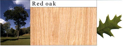 Red Oak �t���Ԕ����B